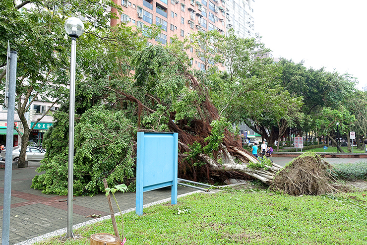 台湾の台風でなぎ倒された公園の巨木