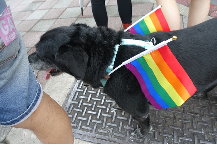 台灣同志遊行（台湾LGBTプライド）2016のパレードでレインボーフラッグを背負ったワンちゃん