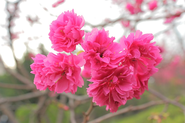 台湾の桜