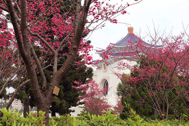 桜の咲く台北・中正紀念堂の庭園
