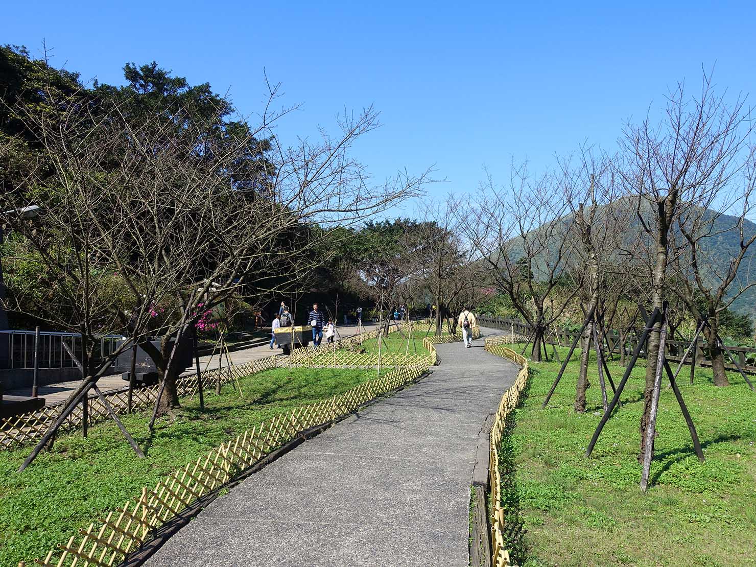 台北・金瓜石黃金博物館敷地内にある桜並木