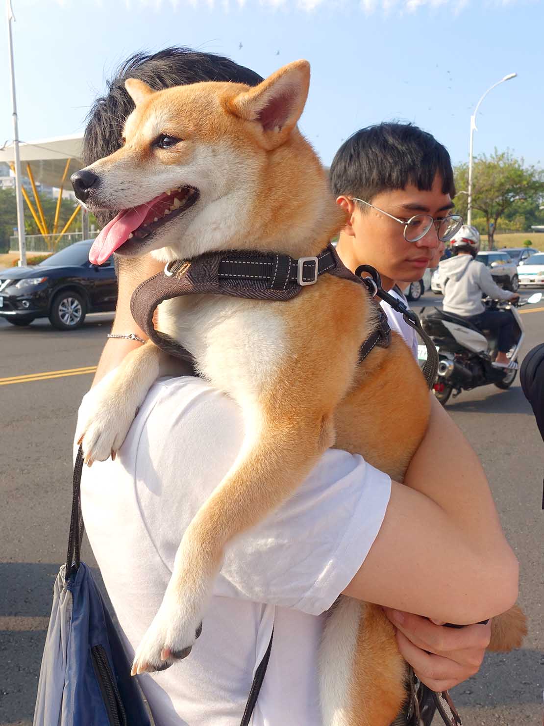 「高雄同志大遊行（高雄プライド）」2019のパレードをご主人に抱かれて参加する柴犬