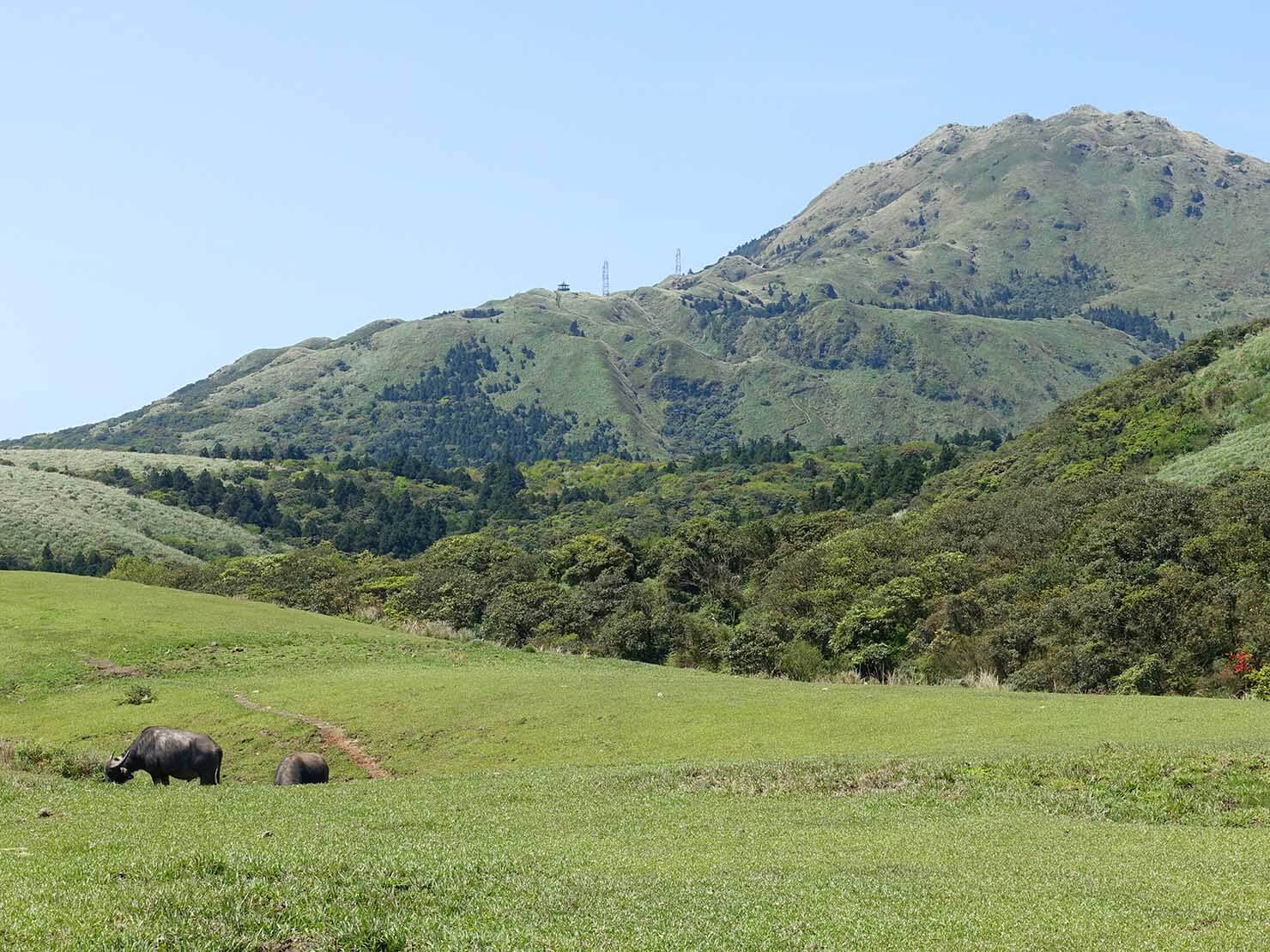 台北・陽明山のおすすめスポット「擎天崗」で草をはむ牛