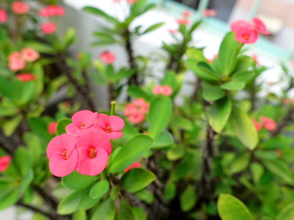 台湾でよく見かける植物「麒麟花（ハナキリン）」の花