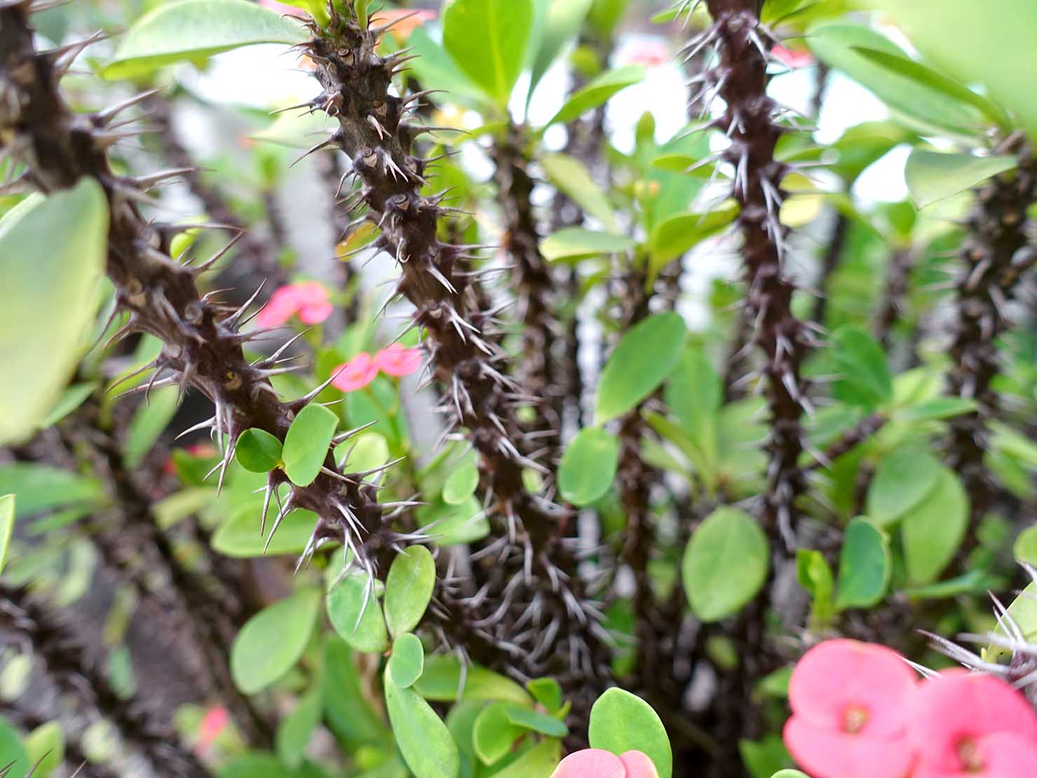 台湾でよく見かける植物「麒麟花（ハナキリン）」のトゲ