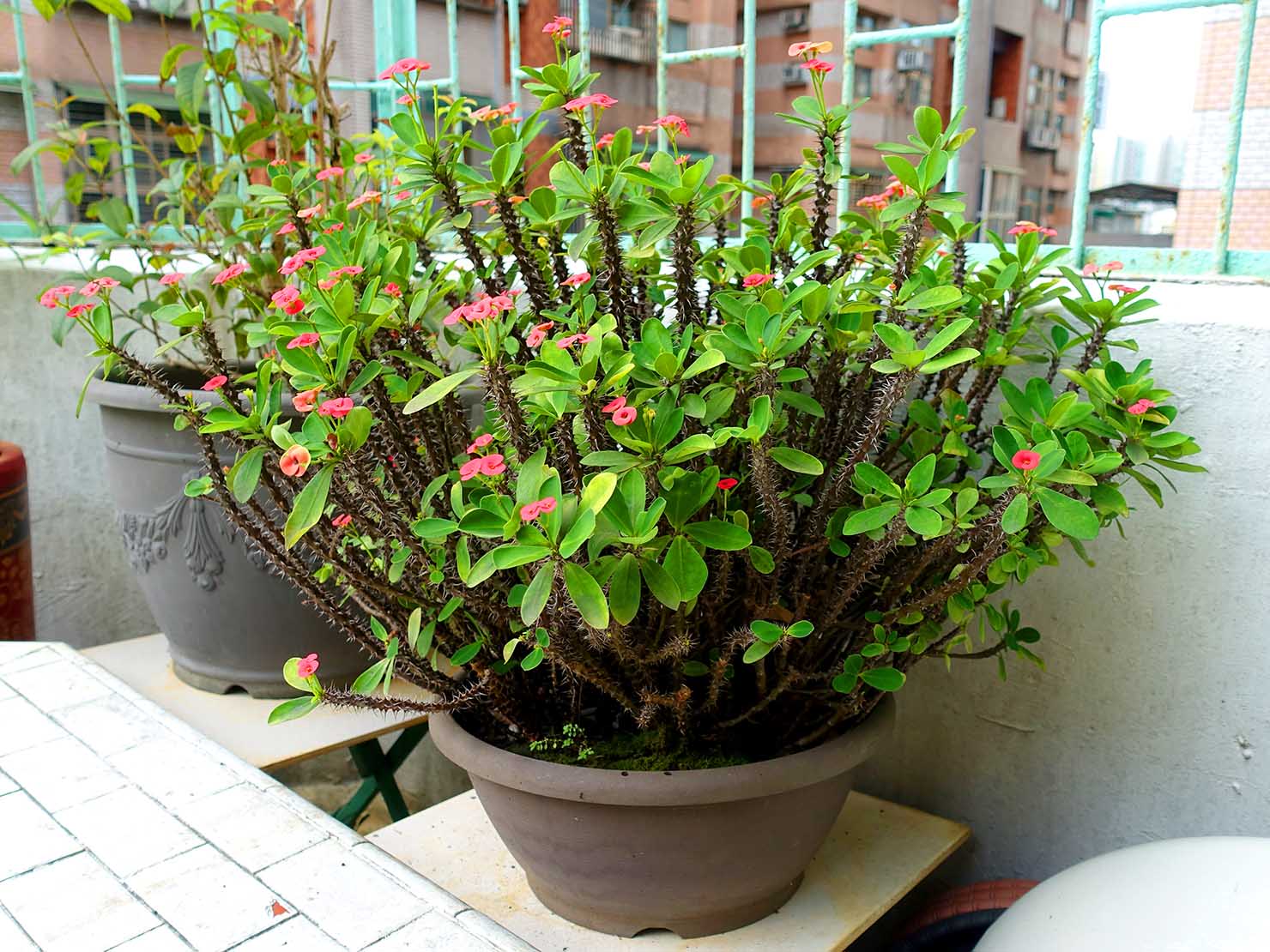 台湾生活で育てている花と植物たち 屋上のベランダに並ぶ鉢植えを観察してみました