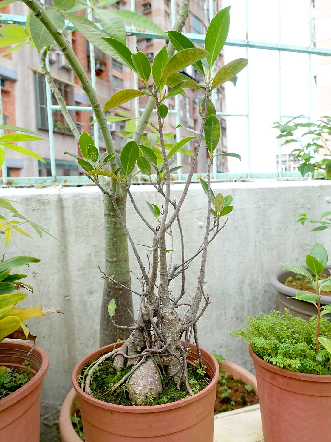 台湾でよく見かける植物「榕樹（ガジュマル）」の鉢植え