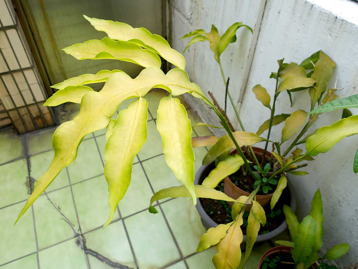 台湾生活で育てている植物「曇花（ゲッカビジン）」の鉢植え