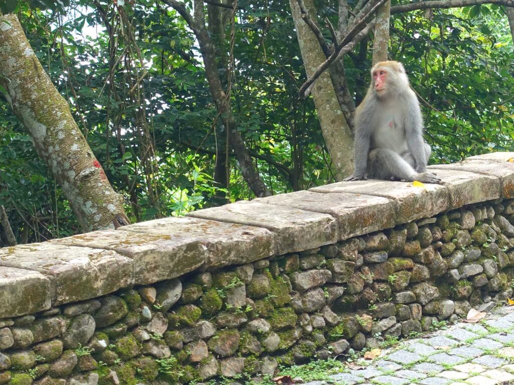 日月潭１周サイクリング「環潭自行車道」年梯景觀台に現れた野生の猿