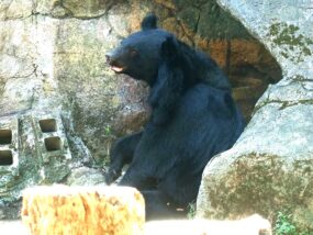 台北の動物園「臺北市立動物園」臺灣動物區の臺灣黑熊