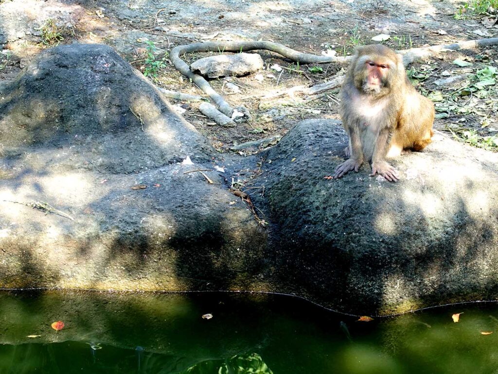 台北の動物園「臺北市立動物園」臺灣動物區の臺灣獼猴