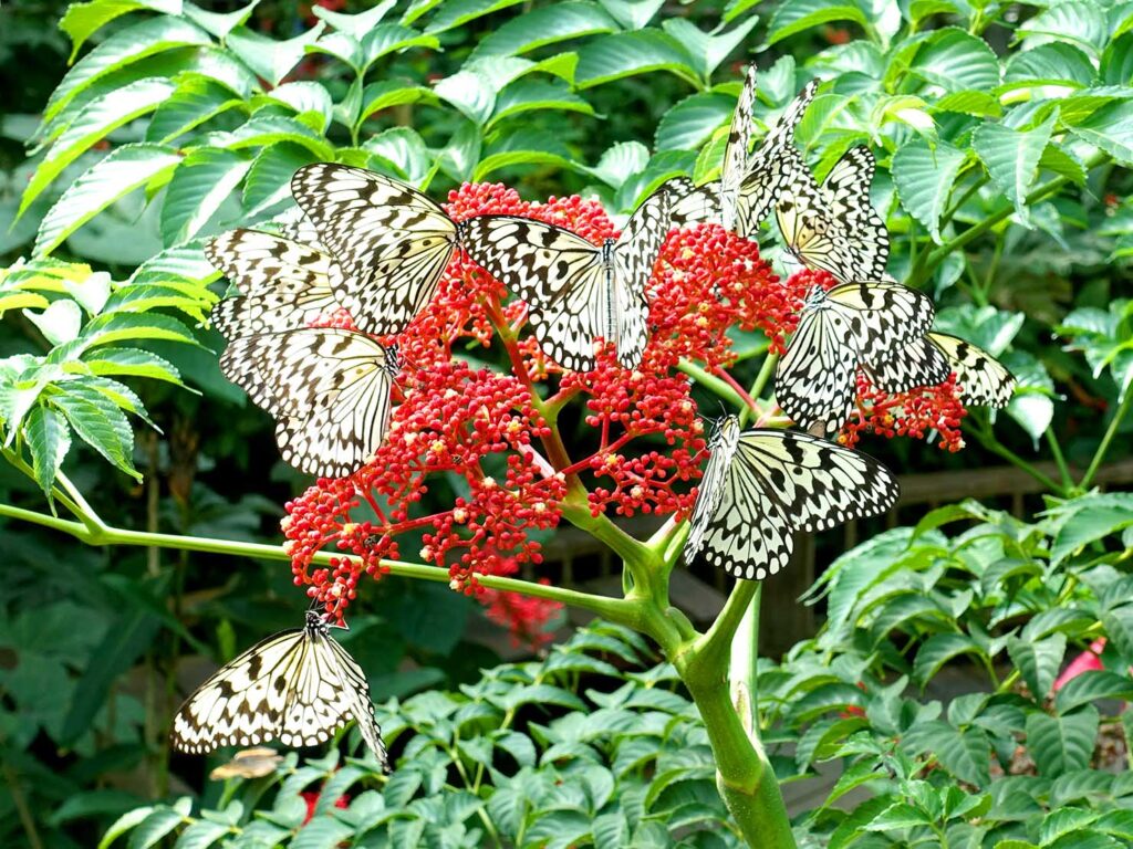 台北の動物園「臺北市立動物園」昆蟲館の白い蝶