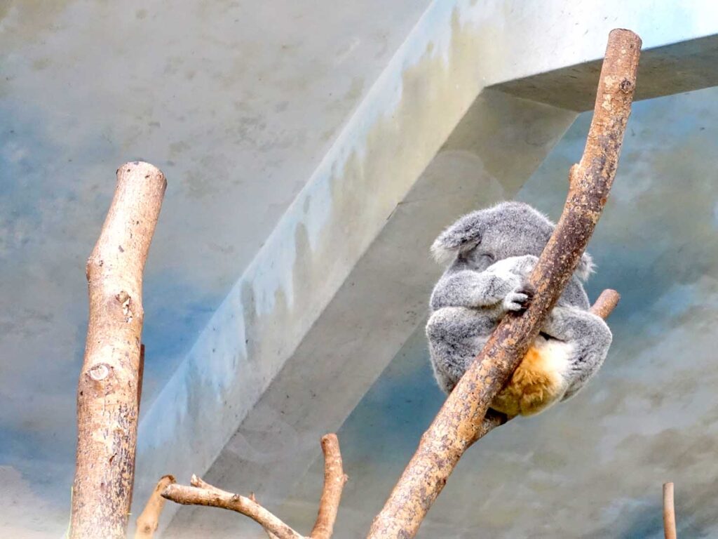 台北の動物園「臺北市立動物園」兒童動物區のコアラ