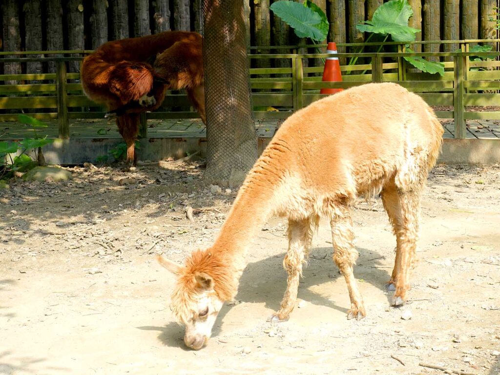台北の動物園「臺北市立動物園」兒童動物區のアルパカ