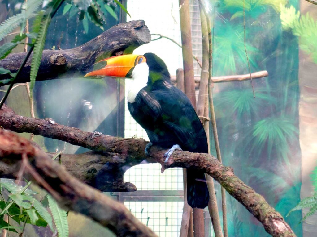 台北の動物園「臺北市立動物園」熱帶雨林區の鳥