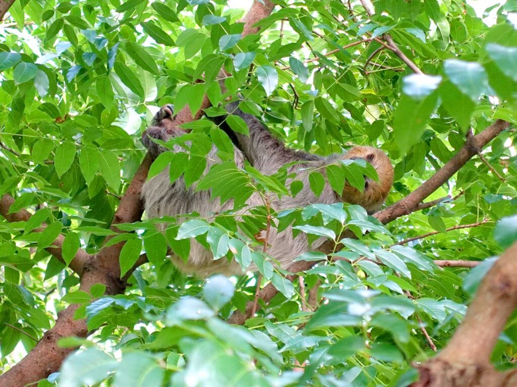 台北の動物園「臺北市立動物園」熱帶雨林區のナマケモノ