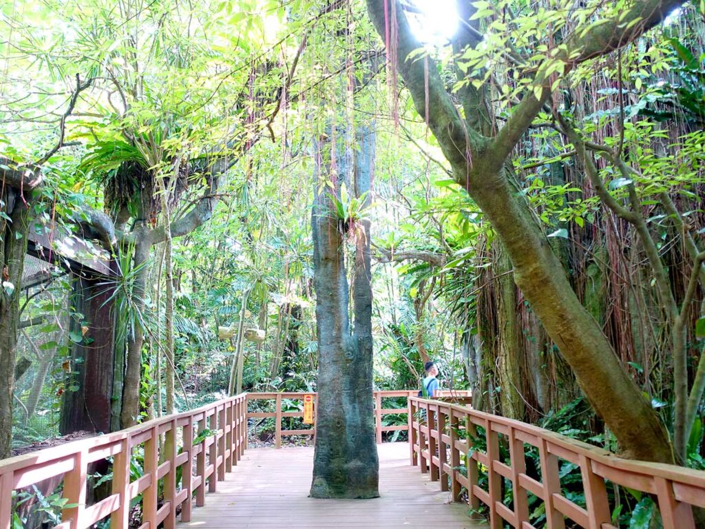 台北の動物園「臺北市立動物園」熱帶雨林區の歩道