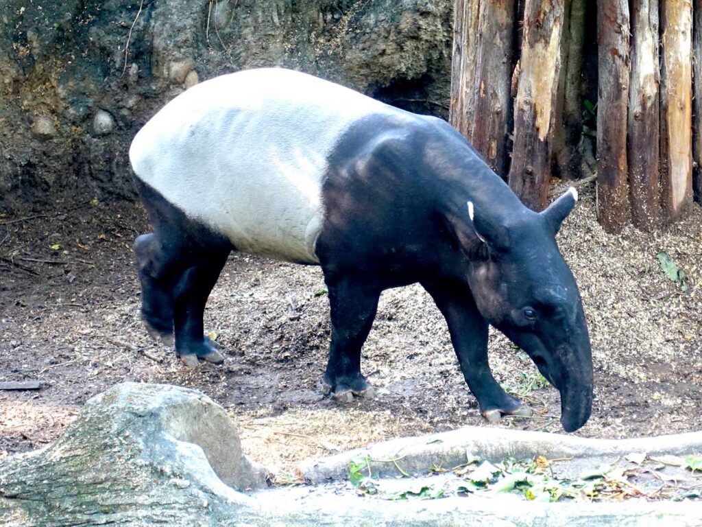 台北の動物園「臺北市立動物園」熱帶雨林區のマレーバク