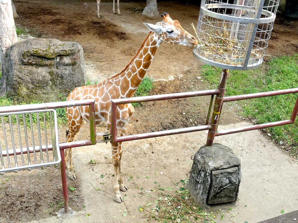 台北の動物園「臺北市立動物園」非洲區のキリン