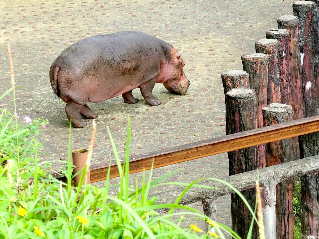 台北の動物園「臺北市立動物園」非洲區のカバ