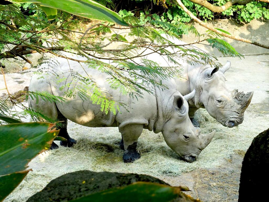 台北の動物園「臺北市立動物園」非洲區のサイ