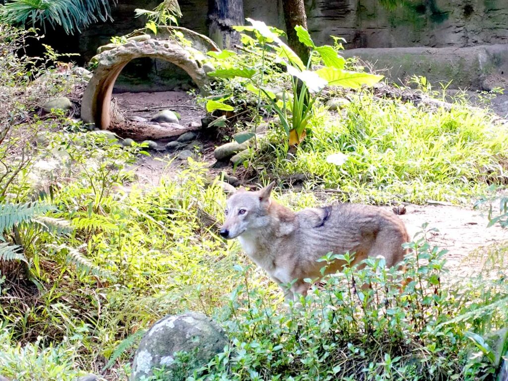 台北の動物園「臺北市立動物園」温帯動物區のオオカミ