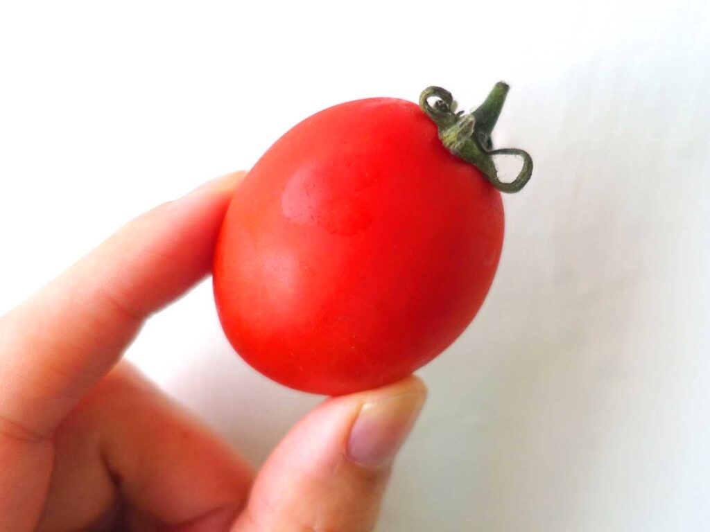 台湾のミニトマト「鹽地番茄」