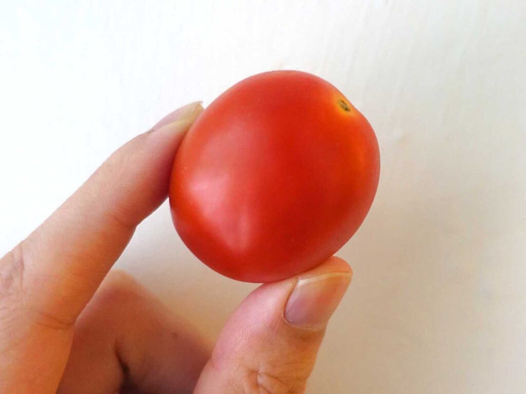台湾のミニトマト「聖女番茄」