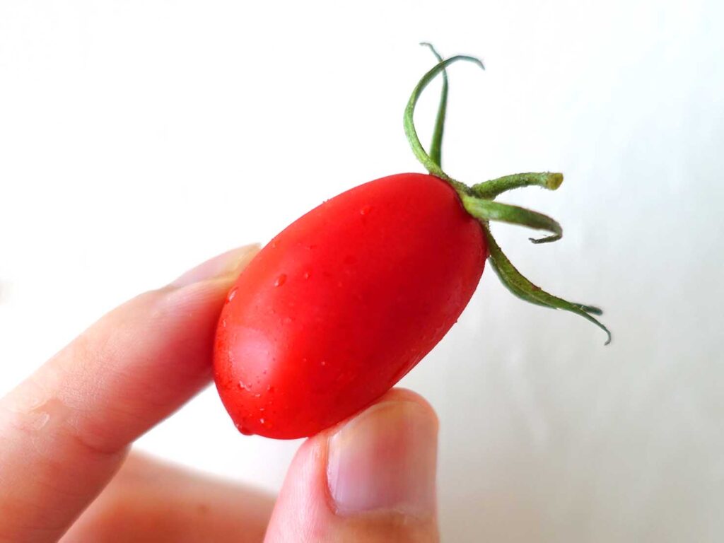 台湾のミニトマト「玉女番茄」