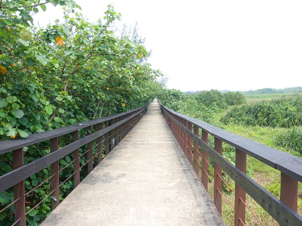 台北・白沙灣のサイクリングロード「雙灣自行車道」の防砂林を走る