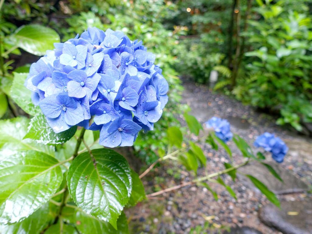 松山・道後温泉のおすすめ旅館「ふなや」の日本庭園に咲くあじさい