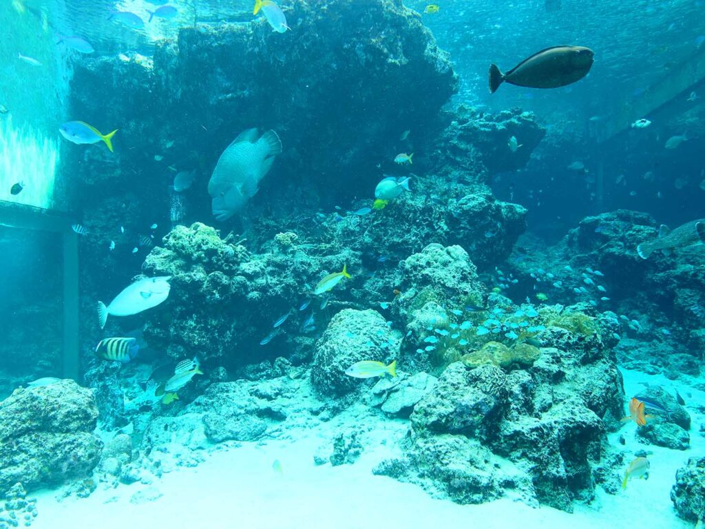 沖縄・本部「美ら海水族館」のサンゴ