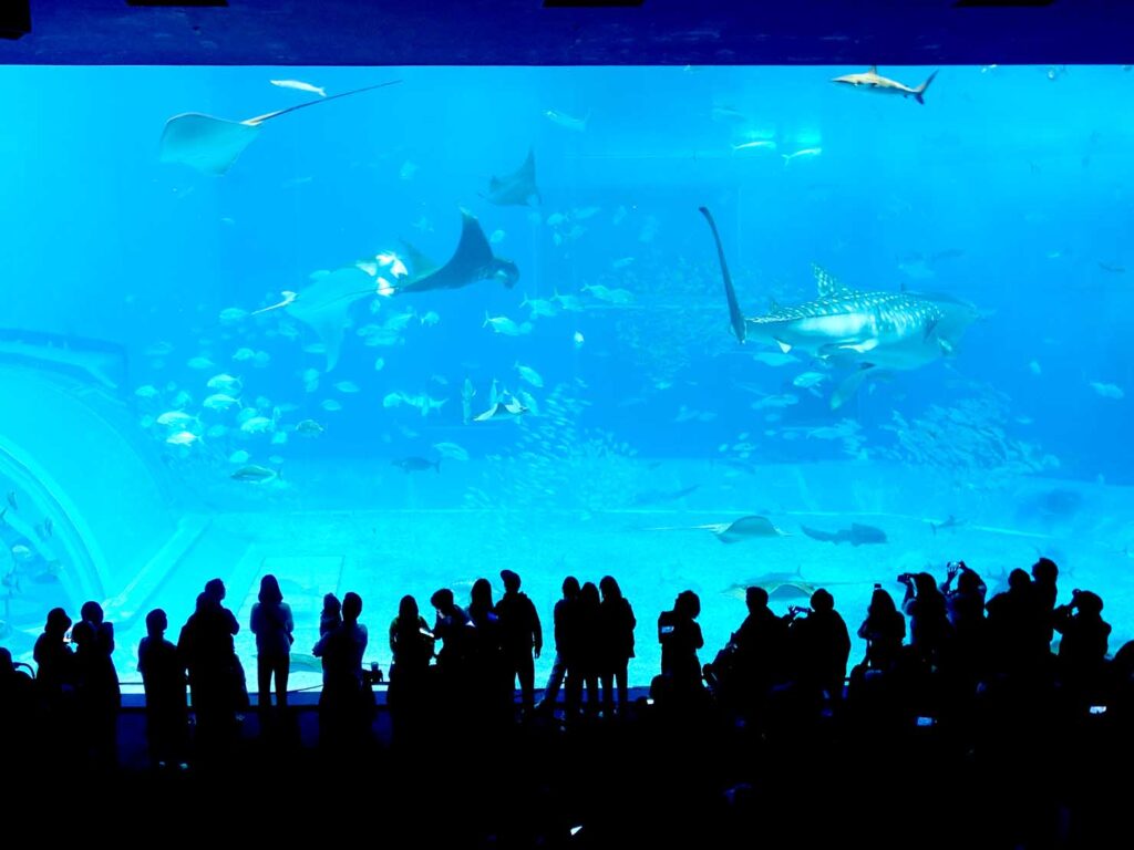 沖縄・本部「美ら海水族館」黒潮の海