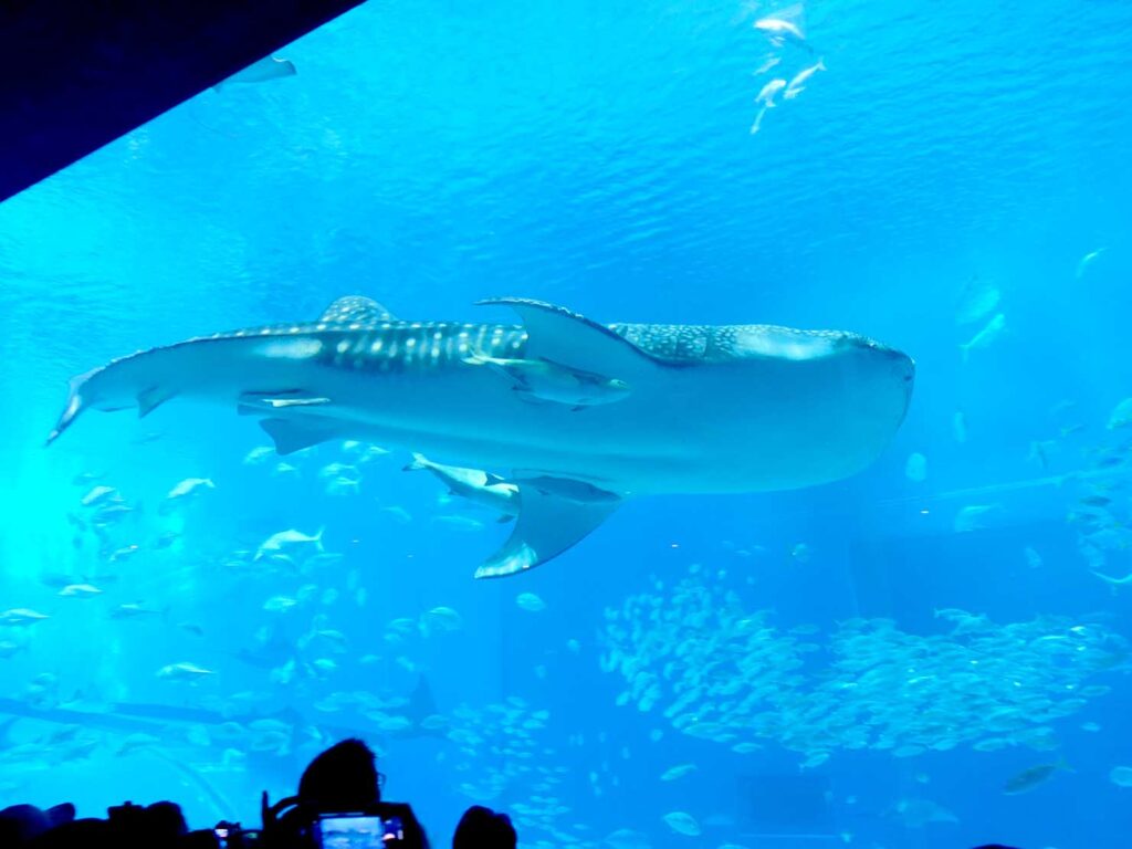 沖縄・本部「美ら海水族館」黒潮の海を泳ぐジンベイザメ